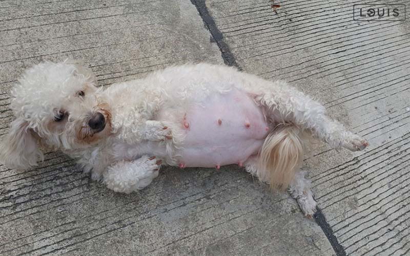 dấu hiệu nhận biết chó mang thai