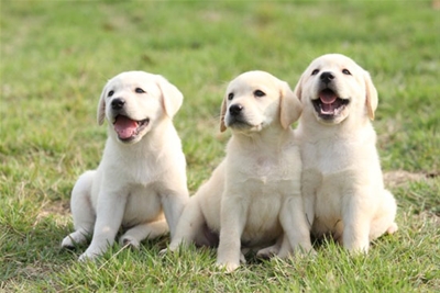 Bí quyết trị viêm da cho thú cưng hiệu quả,an toàn!