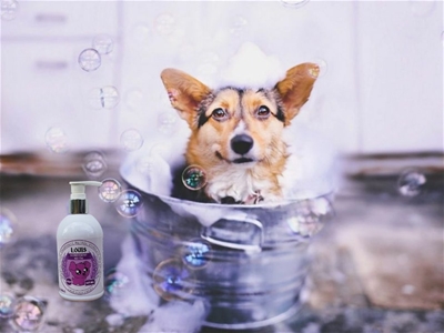 NGUYÊN NHÂN TẮM CHO THÚ CƯNG RỒI VẪN CÓ MÙI HÔI ?