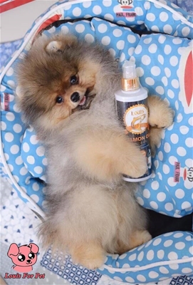 DẦU CÁ CHO CHÓ LÀ GÌ ? LỢI ÍCH VÀ LIỀU LƯỢNG HỢP LÝ ?