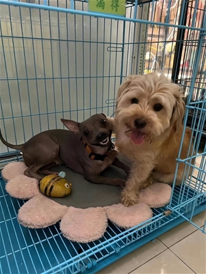 Hướng dẫn kiểm tra sức khỏe cho thú cưng tại nhà