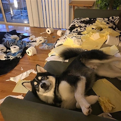 Khi &rdquo;Boss&rdquo; ở nhà một mình và cái kết