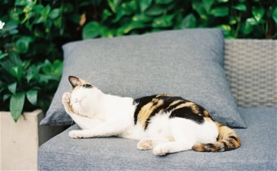 Những điều thú vị về loài mèo 