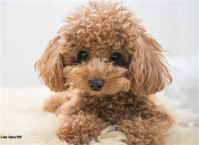  THỨC ĂN CHO CHÓ POODLE MƯỢT LÔNG