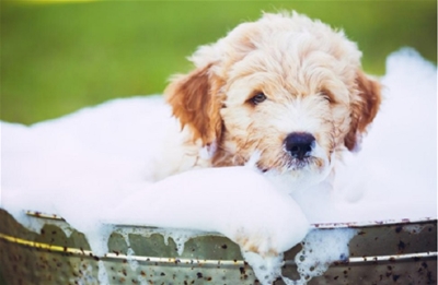 SỮA TẮM CHO THÚ CƯNG CÓ THỰC SỰ MANG LẠI HIỆU QUẢ KHÔNG?