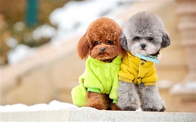 MẸO CHĂM SÓC BOSS VÀO MÙA ĐÔNG SEN PHẢI NHỚ !