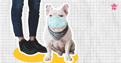 CHĂM SÓC THÚ CƯNG MÙA DỊCH COVID-19 NHƯ THẾ NÀO?