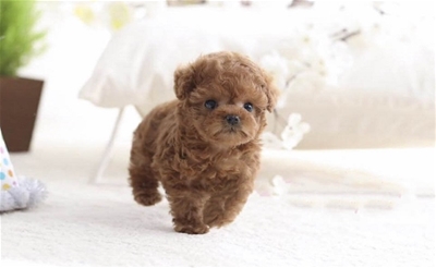 Một số lưu ý khi chăm sóc Poodle