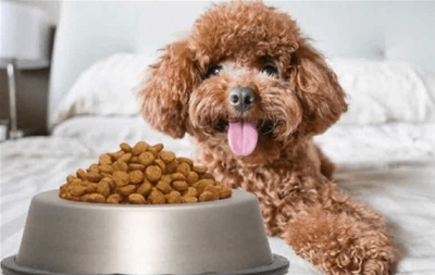 Tham khảo thực phẩm giúp bộ lông của Poodle đẹp hơn