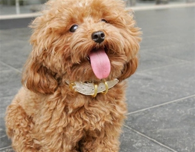 VỆ SINH CHO THÚ CƯNG BẰNG TRÀ XANH, BẠN ĐÃ THỬ CHƯA?