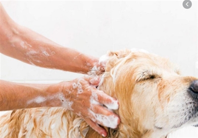  TÁC HẠI CỦA SỮA TẮM CHỨA NHIỀU CHẤT TẠO BỌT