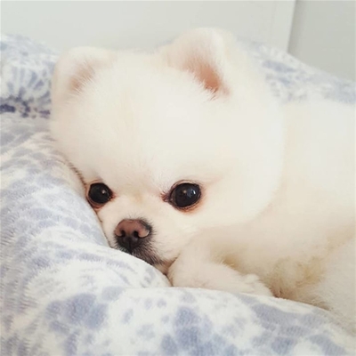 10 điều cần chú ý khi bắt đầu nuôi chó