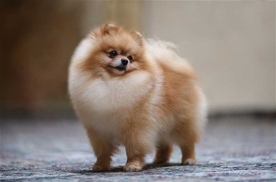 Nuôi Pomeranian cần chú ý điều gì?