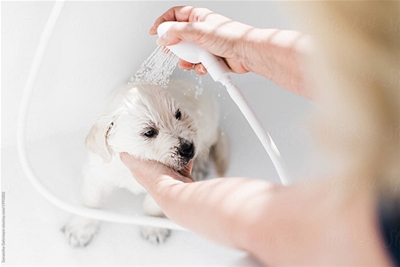 TẮM CHO THÚ CƯNG NHƯ THẾ NÀO LÀ ĐÚNG CÁCH?